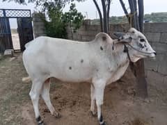bull for sale