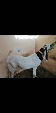 2 dant bakra for sale