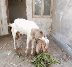 bakra