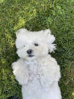 1 month shih tzu puppy for sale
