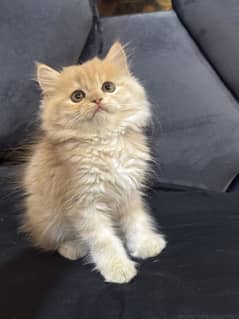 Persian cat triple coat