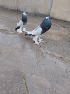 mangpai jora available
