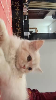 Persian