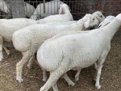 Dumbay for qurbani dumba sheep