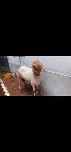 bumba