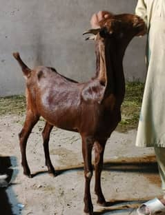 ghr