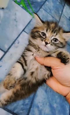 persian kittens | persian cat | fluffy kittens | triple coatted kitten