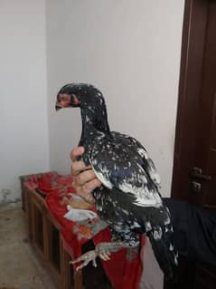 aseel