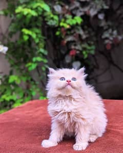 Persian