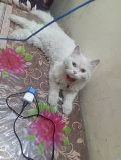 Persian