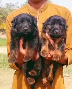 German long coat male female available for sale