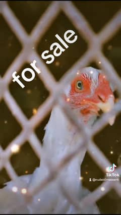 pure hera aseel pair with chicks