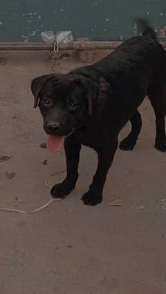 Labrador male