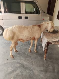 Qurbani