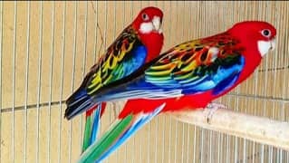 Rosella pair Ready to bread
