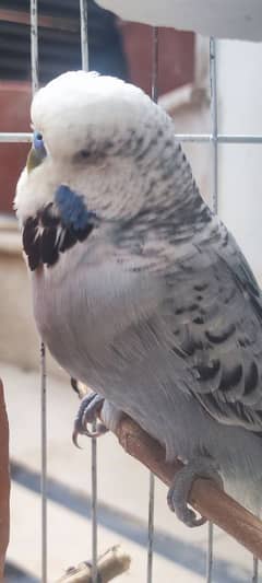 Breeder King Budgies with 3 chicks