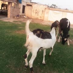 goat/qurbani ka bakra