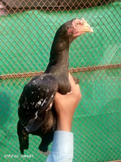 OLD BLOOD LINE TOPLI FEMALE HA OUT CLASS QUALITY HA KORAK HOWI HA