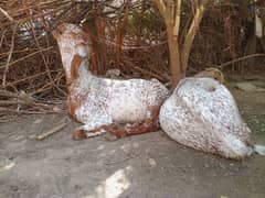 bakra makhi cheena 2 dant