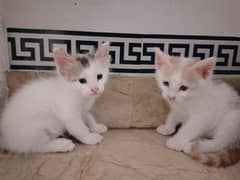 CATS
