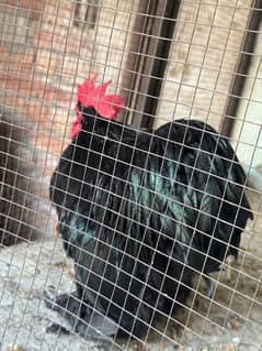 bantam