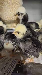 aseel chicks |thai chicks | polish chicks |fancy chicks | 03274087584