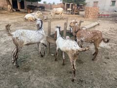 Bakra For Sale - Eid Qurbani