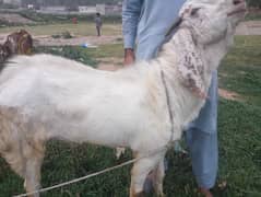 2 Daant Taqatwar Bakra for Qurbani – 60 Kg Weight – Islamabad