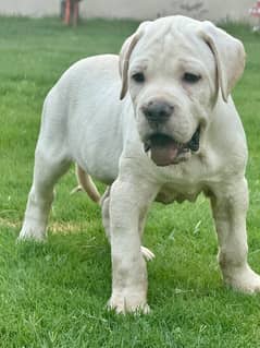 CANE CORSO (WHITE)