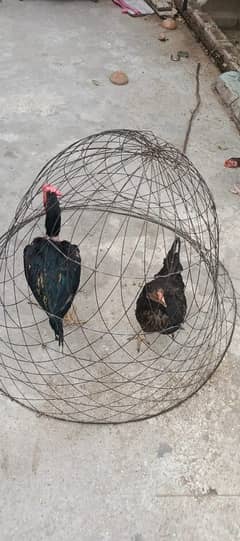 Black pair for sale