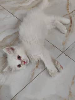 Persian kitten
