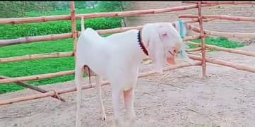 desi