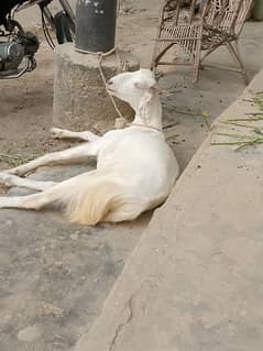 Bakra for sale