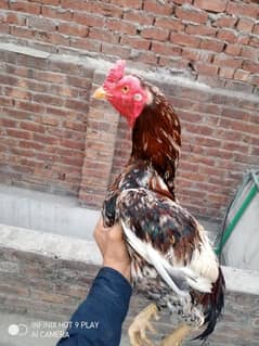 aseel murga
