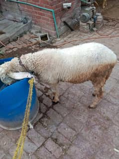 Chatra available for sale 03204627322