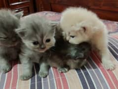 1 month old kitten for sale, 1 male 3 female