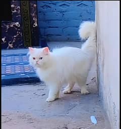 1 month old kitten for sale, 1 male 3 female