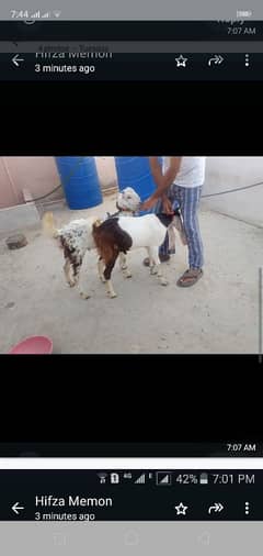 2 bakre