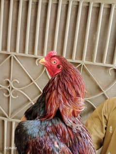 contect 03071701808 High quality Aseeel male Old bleed line pure aseel