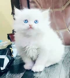 Persian hamalian british punch face piki face cat 03250387943