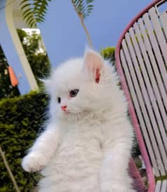 Female Persian kitten