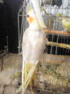 cockatiel