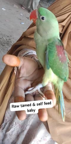 Pahari chicks green ringneck