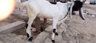 Qurbani