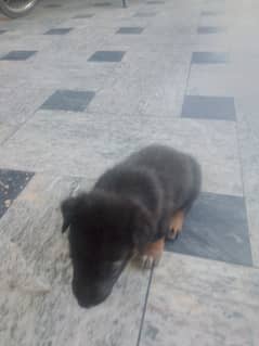 Sibarian hushky puppy.