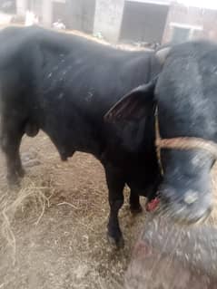 Bull for sell