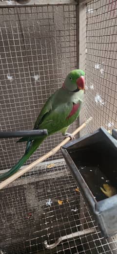 Alexander Raw Parrot Breeder Is up for sale