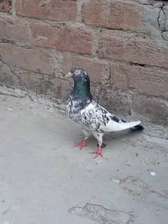 pigeon for sale pair ha ek