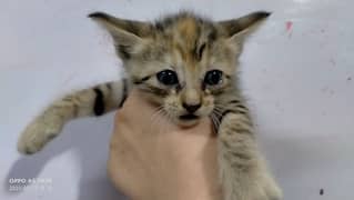 American tabby kitten on sale (female)(male)