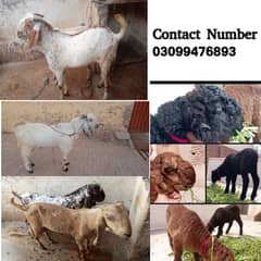bakra | Makkhi Cheena | bakry | Burberry Bakre | Mundra | sheep